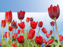 tulipany